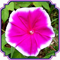 بذر نیلوفر صورتی لب سفید